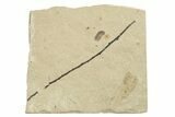 Fossil Beetle (Coleoptera) Elytron - Bois d’Asson, France #254217-1